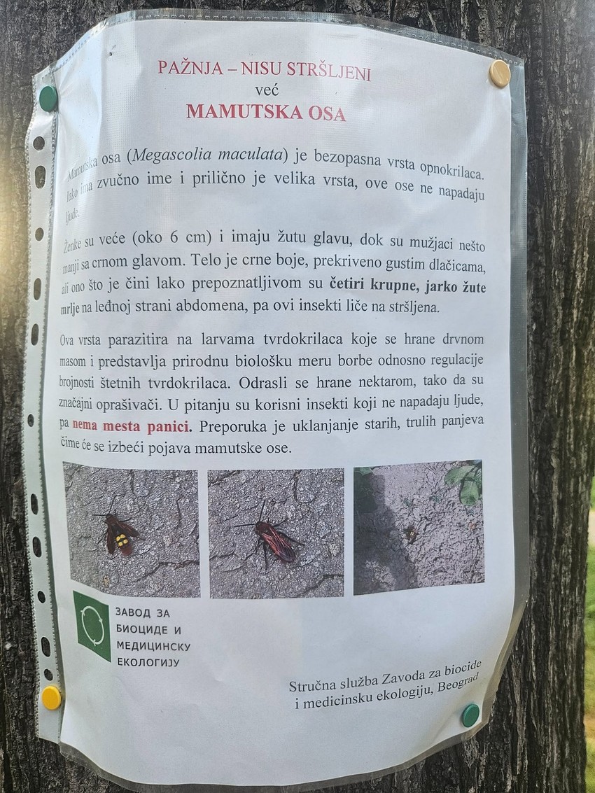 Mamutska osa - obaveštenje