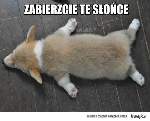 Najlepsze MEMy minionego tygodnia