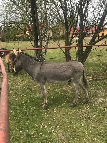 Osiołek Takunio, gwiazda &quot;IO&quot;