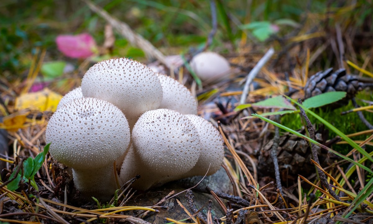 Purchawka chropowata. Niedoceniany skarb lasu, który może zaskoczyć smakiem. Jak ją rozpoznać?