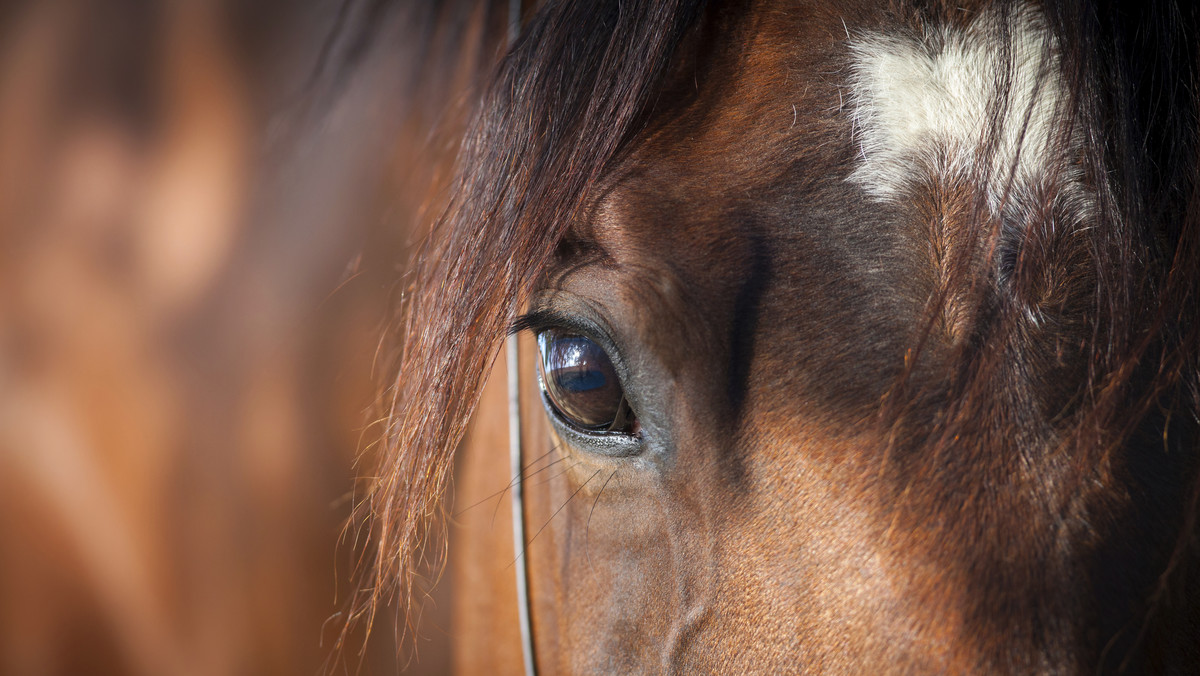 Turyści odnotowali szokujący fakt kanibalizmu wśród koni w australijskich Alpach. Widzieli oni bandę dzikich koni zjadających zwierzę tego samego gatunku. Świadkami zdarzenia byli ekolodzy, którzy przyznają, że nigdy nie słyszeli o takim zachowaniu wśród tych zwierząt - czytamy na dailymail.co.uk.
