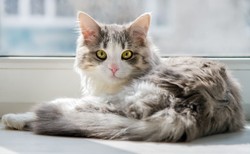 Ptasia grypa może przenieść się z kotów na ludzi? Sanepid obejmuje nadzorem właścicieli zwierząt