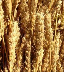 655858-good-as-gold-d000000677343ea502fd8