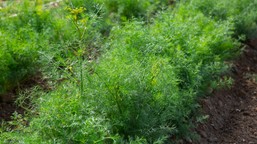 klopsiki w sosie koperkowym - klasyka polskiej kuchni w delikatnym, ar