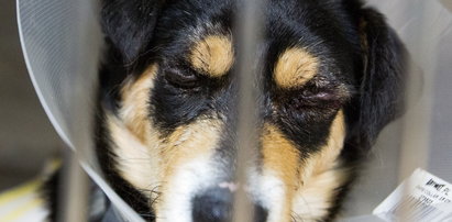 Internet w szoku: Zoofil obciął psu ogon, zaszył mu oczy!
