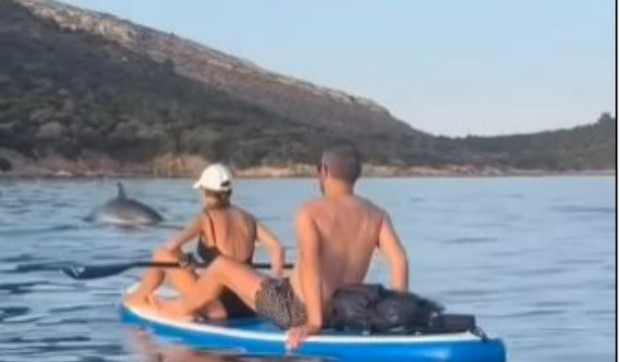 Delfini u Crnoj Gori