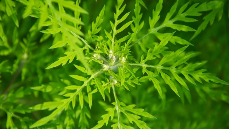 parlagfű pollen allergia tünetei parlagfűszezon hány napig tart