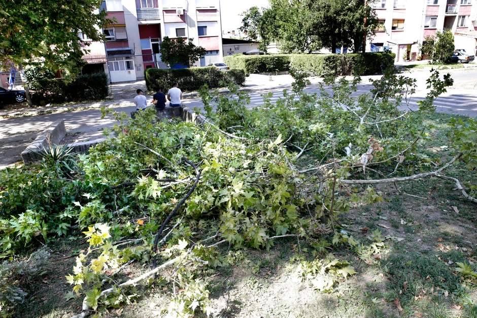 Drvo nakon nesreće pred zgradom u Ulici braće Rajt