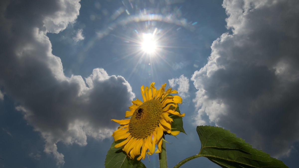 słonecznik upał słońce temperatura