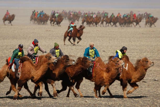 The Wider Image: Mongolia's camel festival