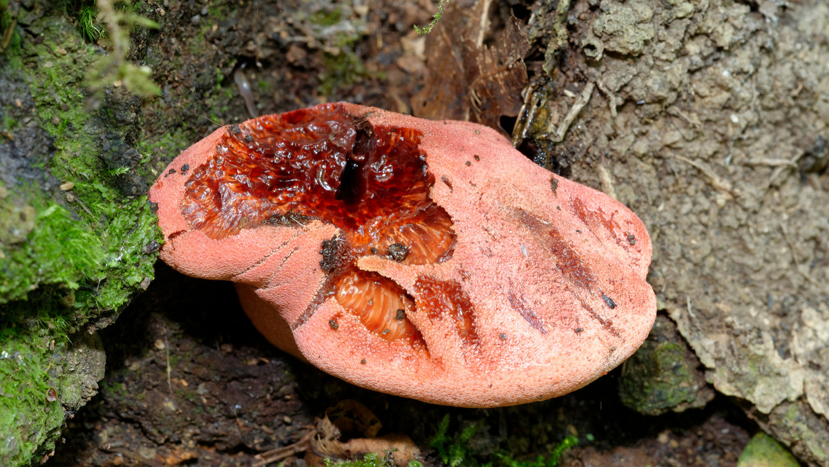 "Krwawiący" grzyb. Ten rzadki okaz można spotkać w polskich lasach!