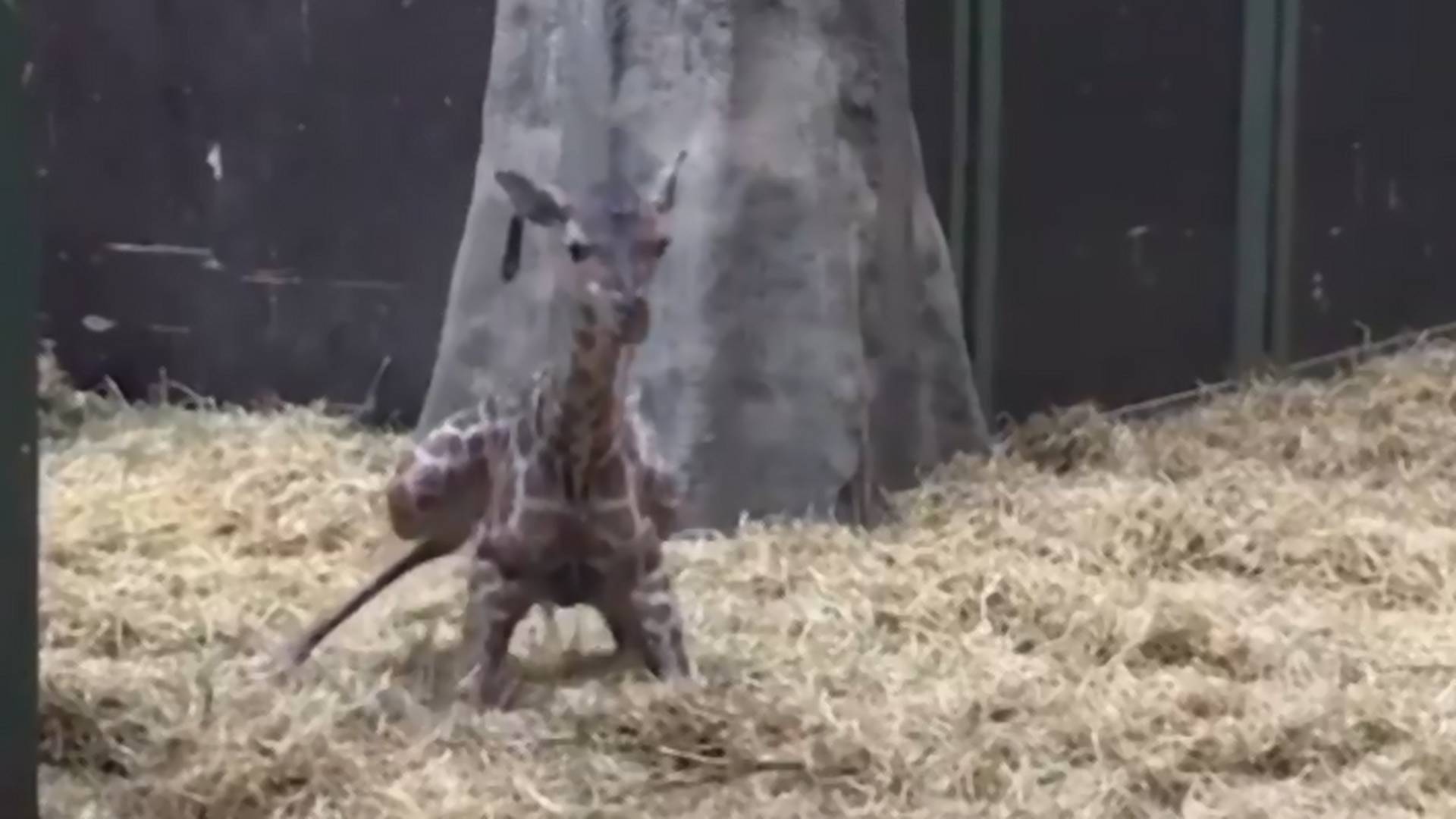 Mogli bismo celog dana da gledamo ovu bebu žirafu kako pokušava da ustane