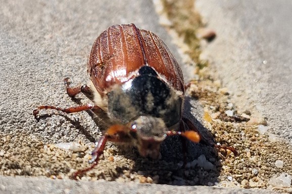 PANIKA ZBOG MISTERIOZNOG INSEKTA! Beograđanka zatekla ogromnu bubu pa se zaledila od straha: Žive pod zemljom godinama, a onda izlaze na površinu i PRAVE HAOS