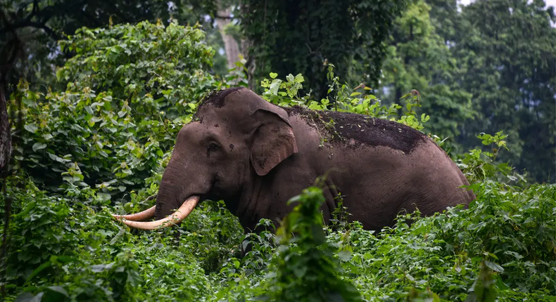 Les attaques d'elephants sont courante en Inde avec la forte urbanisation en cours