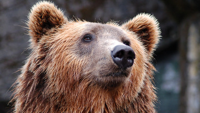 Na ne! Táskatolvaj medvét füleltek le a Szent Anna-tónál – Nem hiszi el, mit nyúlt le belőle
