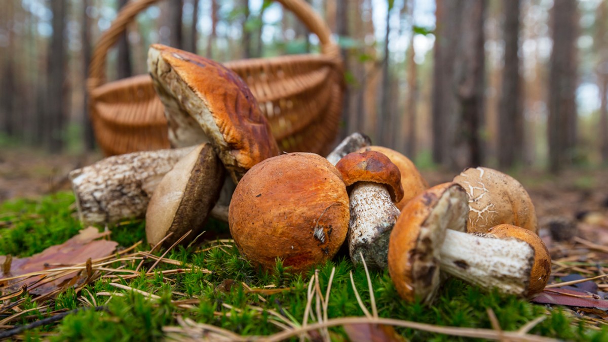 Runo leśne obrodziło, mniej jest natomiast tych, którzy chcieliby zarobić na jego zbiorze. Minęły czasy, gdy na grzyby i jagody chodziły całe wiejskie rodziny.