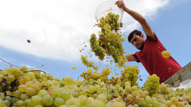 Zielona Góra: tradycyjne winobranie w Ochli