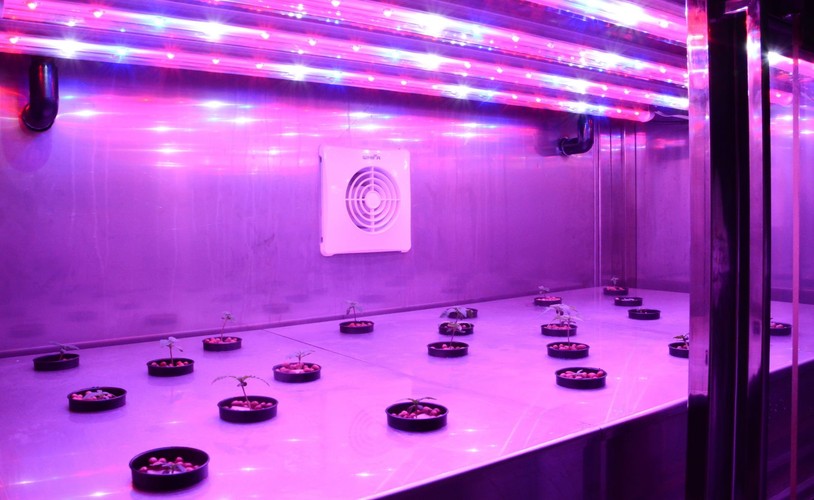 TAK UPRAWIA SIĘ MEDYCZNĄ MARIHUANĘ