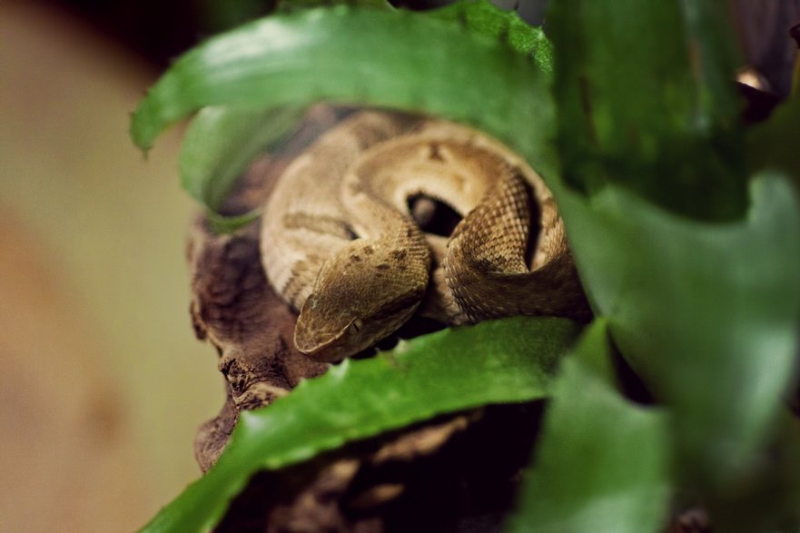 Spotkanie z Bothrups insularis może zakończyć się śmiercią. / fot. Joao Paulo Burini/Getty Images