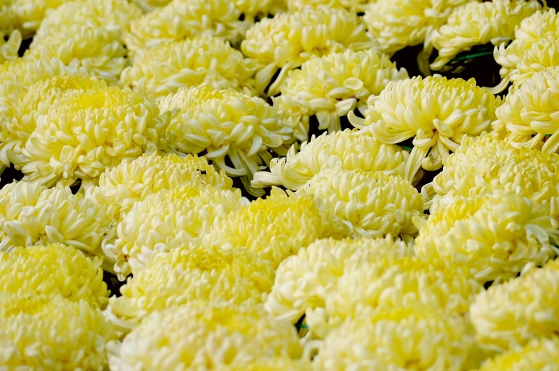 Nazwa chryzantemy pochodzi z greki – chrysos – złoty, a anathemon – kwiat