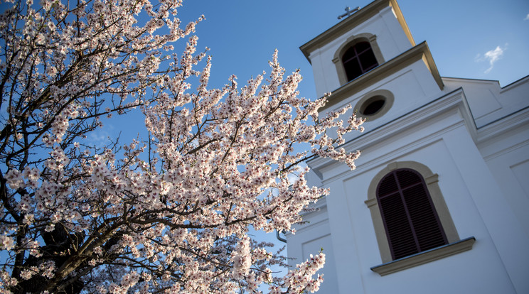 Virágzó fa Pécsen /Fotó:MTI/Sóki Tamás