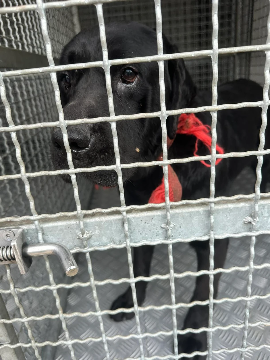 Mešanac labradora koji je napao decu u Gabrovcu nalazi se u prihvatilistu Zoohigijene