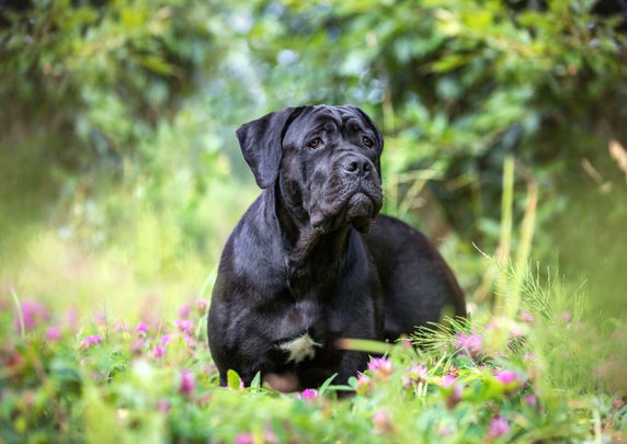 Cane Corso - Adobe Stock - Osetrik