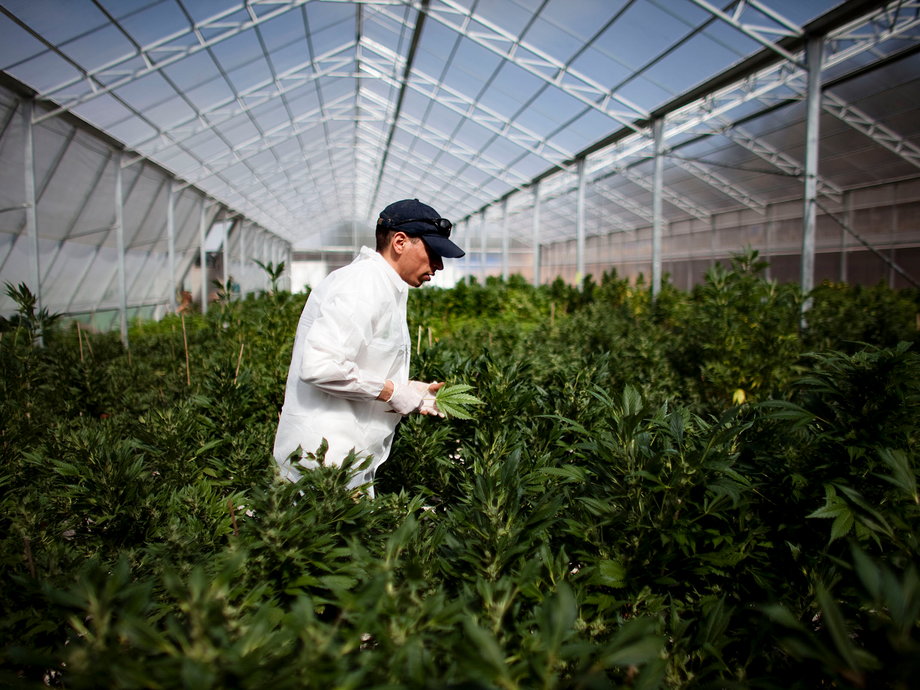 A worker surveys cannabis plants at a growing facility near Safed, Israel.