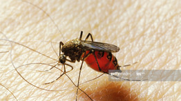 Folytatódik a szúnyogok irtása az országban: ezekben a megyékben lépnek akcióba