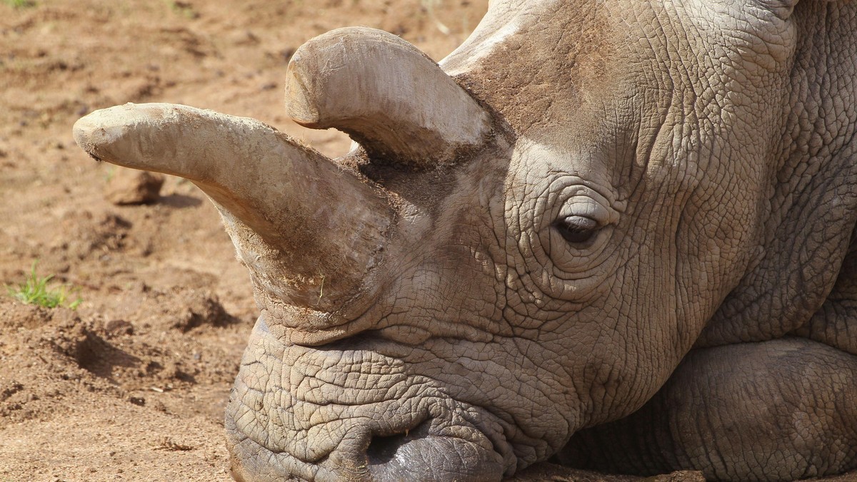 ''Nola,'' an older northern white rhino, relaxes at the South African exhibit at San Diego Zoo Safar