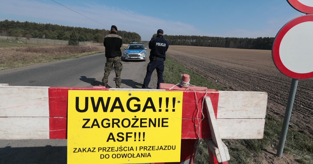 Sprawę dzika z ASF bada ABW. "Nie wykluczamy sabotażu"