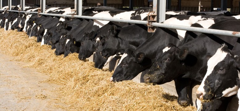 Reuters: Europa Południowa stoi przed dylematem masowego uboju zwierząt z powodu braku paszy