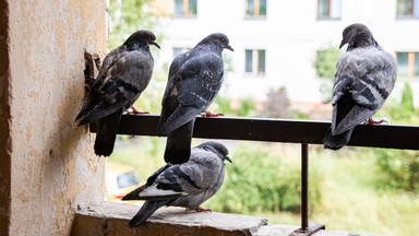 Dodaj do wody ten składnik i spryskaj balkon. Ten babciny trik na gołębie działa