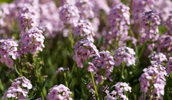 Ten kwiat urośnie nawet na nieurodzajnej glebie i żwirze. Zobacz galerię zdjęć