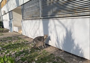 Neobična životinja na Novom Beogradu