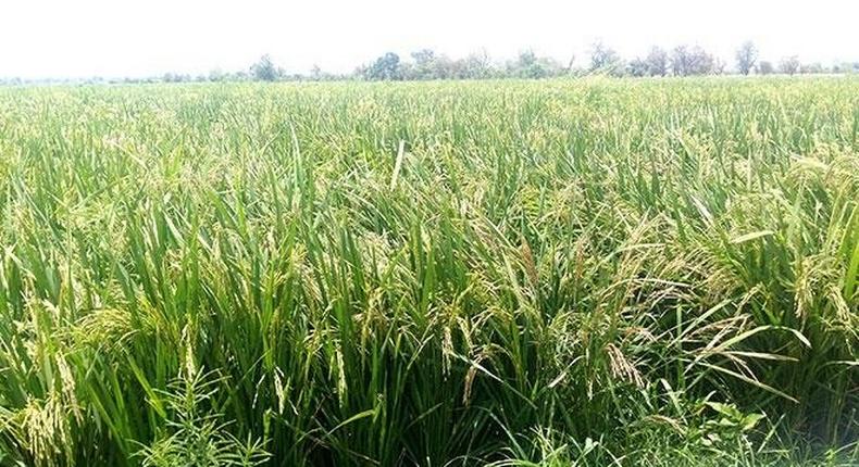 Hectares of a rice farm