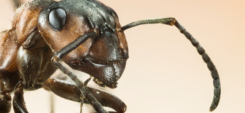 Plaga ognistych intruzów dociera do Europy. "Zagrożenie dla ekosystemu"