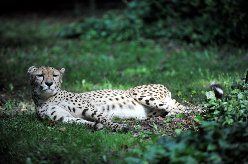 zaloty łódzkich gepardów w ZOO