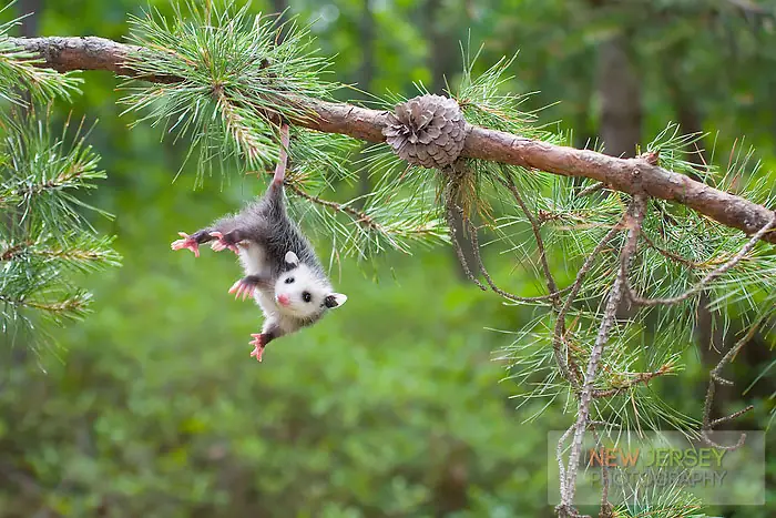 cute-possums-25__700