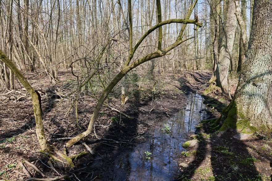 Tereny zielone na Złotnie 