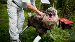 Robot-wilk już na usługach władz lokalnych. Skutecznie odstrasza...