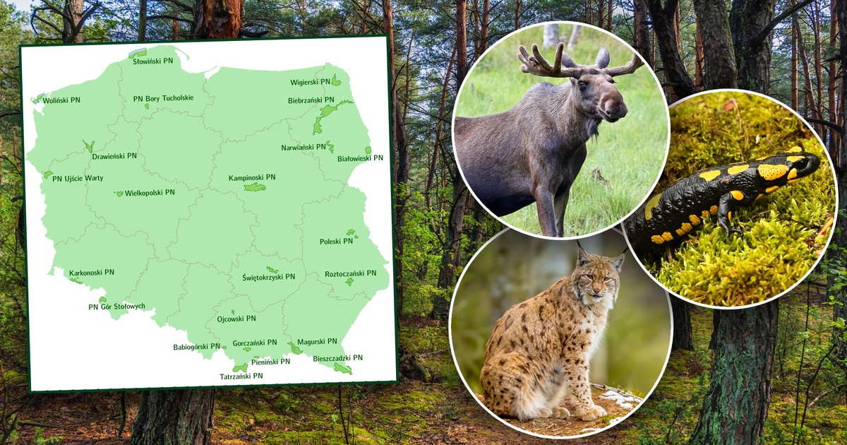 Ikony polskich parków narodowych – które zwierzęta je reprezentują?