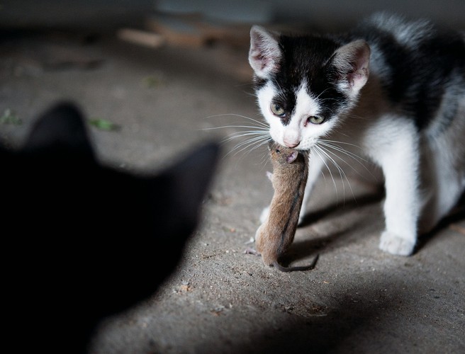 Zwycięzca w kategorii PRZYRODA zdjęcia pojedyncze Bartłomiej Busz dla „Czasu Ostrzeszowskiego”. <br /><br />Ostrzeszów. Młode koty podczas pierwszej lekcji polowania.
