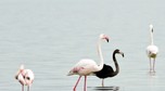 CYPRUS ANIMALS BLACK FLAMINGO (Rare black flamingo spotted on Cyprus)