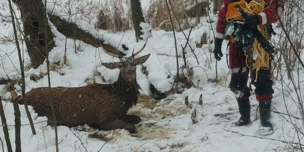 Lód załamał się pod jeleniem