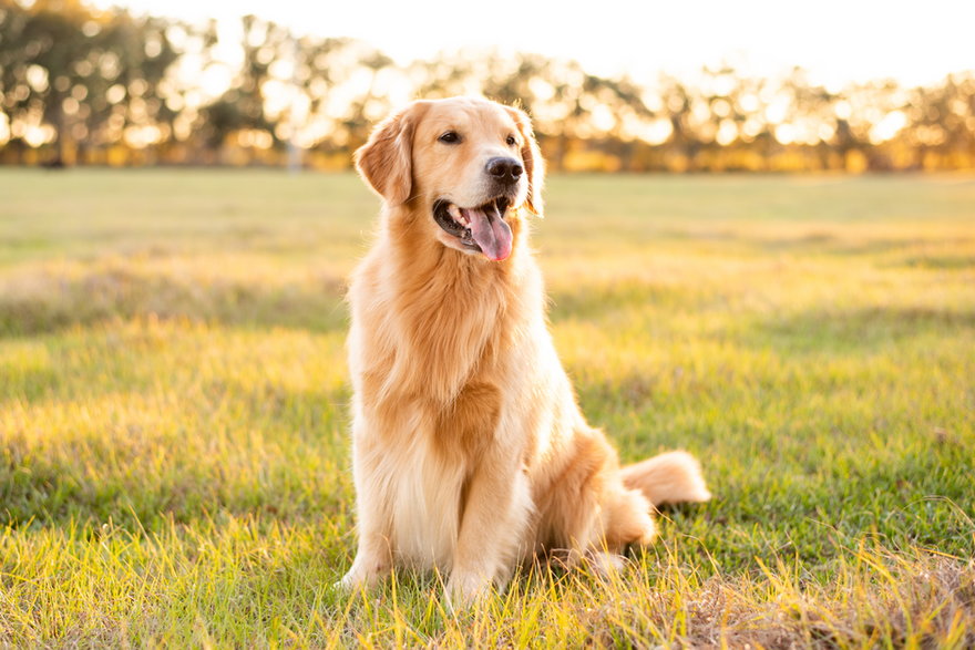 Golden Retriever uważany jest za jednego z najładniejszych psów - Tanya/stock.adobe.com