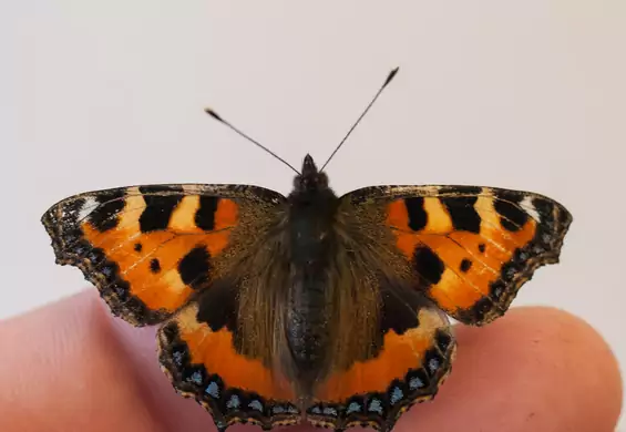 Kolorowe motyle mają swoje brudne tajemnice. Raczej nie pozwolisz im więcej siadać na dłoniach