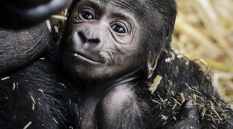 A gorilla bébi igazi szenzáció /Fotó: AFP