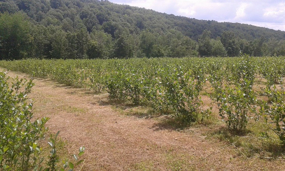 Plantaža porodice Crnković