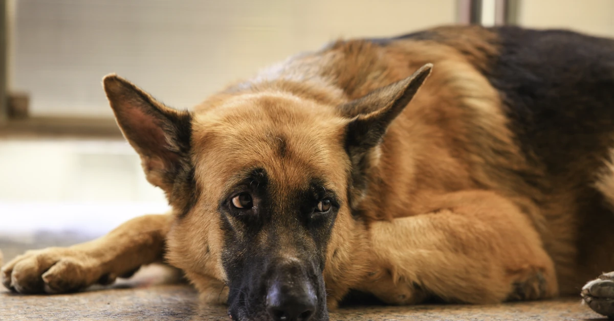 Nigdy nie zostawiaj tam pupila samego na dłużej niż 6 godzin. Możesz słono zapłacić